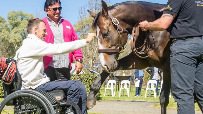 Trapeze Artist touches Angland with his hoof, lowers his head and closes his eyes as he recognises his old mate. Picture: Sharon Lee Chapman