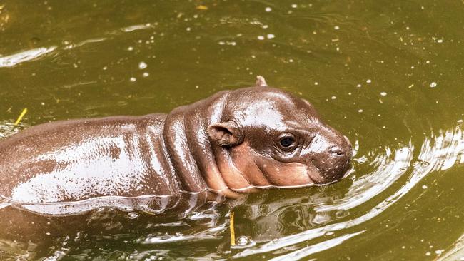 There are only about 3000 pygmy hippos left in the wild. Picture: Taronga Zoo Sydney / Facebook