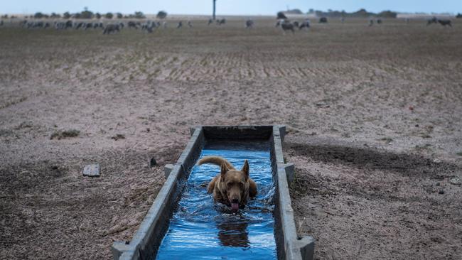 The working dog tries to keep cool.