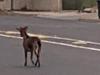 Baaaad to the bone: Brazen outlaw goat outruns SA police