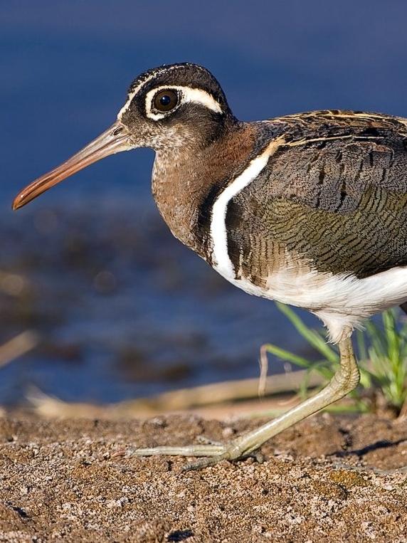 The Australian painted snipe will be listed as endangered, up from vulnerable.