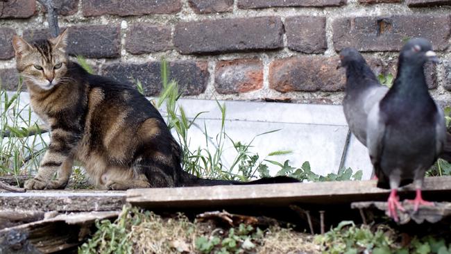 Dr Ball has argued that cats are “highly efficient predators” that are damaging biodiversity.