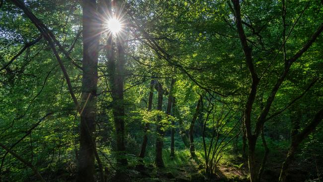 One of the next big ESG-related challenges will be reporting about a company’s impact on nature, including biodiversity. Picture: Getty Images