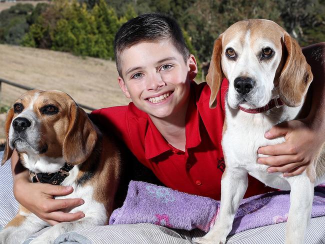 Lost Beagles - Tuesday, 9th March, 2021 - The Second Beagle that went missing from a Mount Barker home a week ago was found this morning. Lexi, who returned home on Saturday and now Hunter is home (Hunter white face) (Lexi laying on mat) with stepson Jack Butler 12yrs. Picture: Sarah Reed