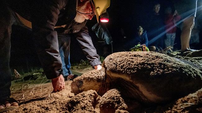 Turtle conservationist Dr Col Limpus with an egg laying loggerhead turtle at Mon Repos near Bundaberg. Picture by Luke Marsden.