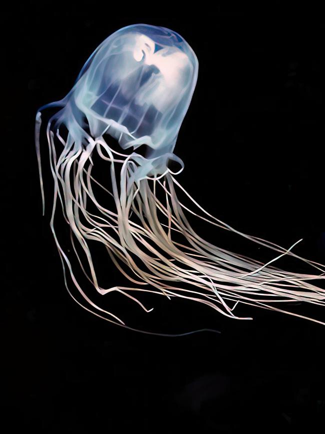 Jellyfish which, when injured or threatened, can revert to its juvenile state, mature and revert again. Picture: Robert Hartwick