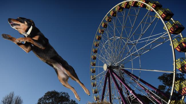 The Royal Melbourne Show moves ahead in leaps and bounds. Picture: Tony Gough