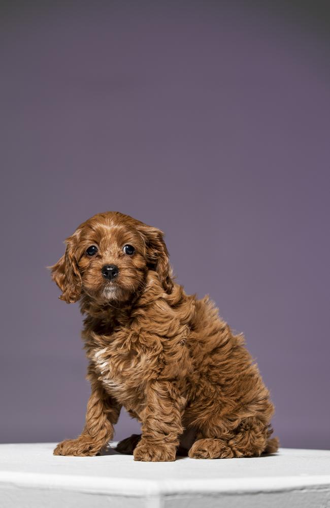 Kimmie the cavoodle from Diamond Valley Kennels on the Sunshine Coast. Picture: Mark Cranitch