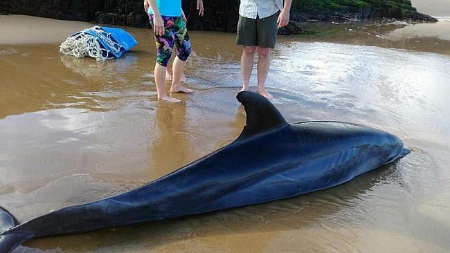 This bottle-nosed dolphin stranded on a Tasman Peninsula beach earlier this week was saved by two quick-thinking bushwalkers. Picture: WHALES TAS FACEBOOK PAGE