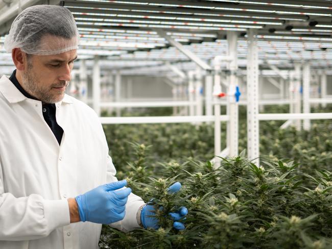 MediGrowth co-founder and chief-executive Adam Guskich inspects cannabis in Geelong. Picture: supplied.