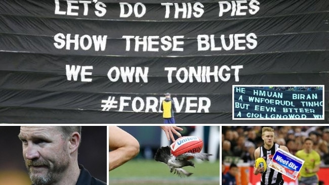 From dodgy banners, to Bucks' beard, to Pendles' pigeon and a Rising Star's mammoth Weet-Bix diet, here's what made Collingwood's season.