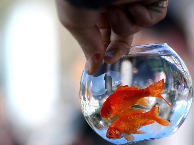 Not happy ... Fish can feel pain and are just as sentient as other animals, Dr Brown says. Picture: Getty