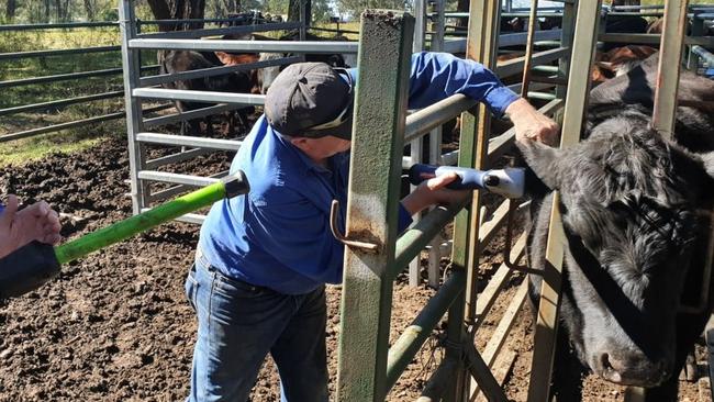 Rural Crime Prevention Team officers identifying the stolen cattle by their ear tags. Picture: NSW Police