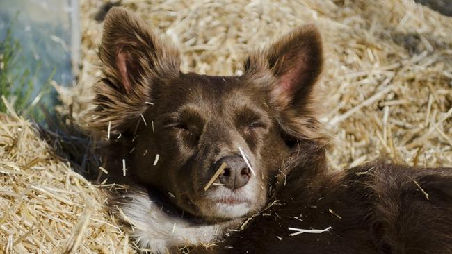 Sleep time: Border Collie-Kelpie Cross Vita finds a comfy spot in the sun at Castlemaine. Picture: Janet Barker