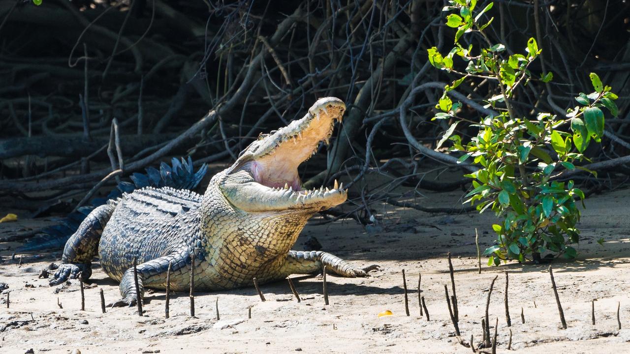 Croc farm to scale up its operation at Gordonvale near Cairns