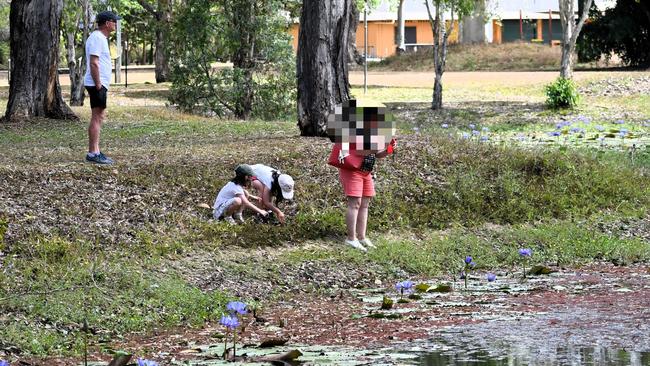 Despite the presence of multiple crocodile warning signs, a mother of two young children gets dangerously close to the waterline to photograph a Blue Water Lily flower at the Tyto Wetlands in the middle of Ingham, Hinchinbrook, in 2023. The expansive wetlands are popular with bird-watchers and tourists. Picture: Cameron Bates