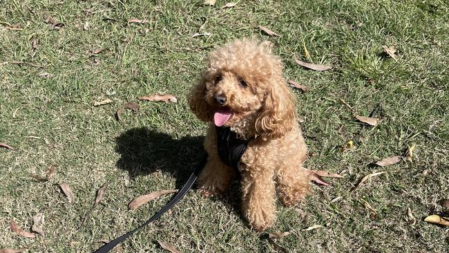 Three-year-old Toy Poodle Bowie had never run away before.