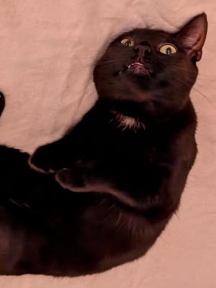 Cleo is available for adoption via AdoptMe Kittens. Photo: Supplied.