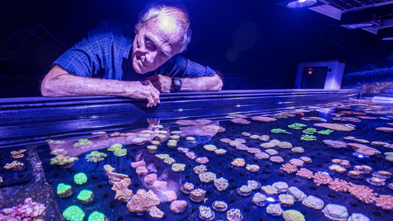 The Living Coral Biobank at Cairns Aquarium is Dr Veron’s life’s work. Picture: Supplied