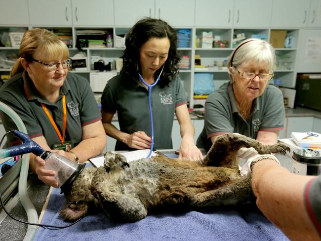 Medical staff and volunteers from the Port Macquarie Koala Hospital treat a burnt koala who was rescued from the fire ground. Picture Nathan Edwards