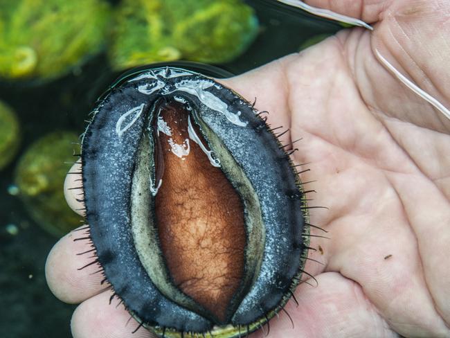 Jade Tiger manager Mike Wing (left) inspects one of the Tasmanian abalone farms. The final product (below).
