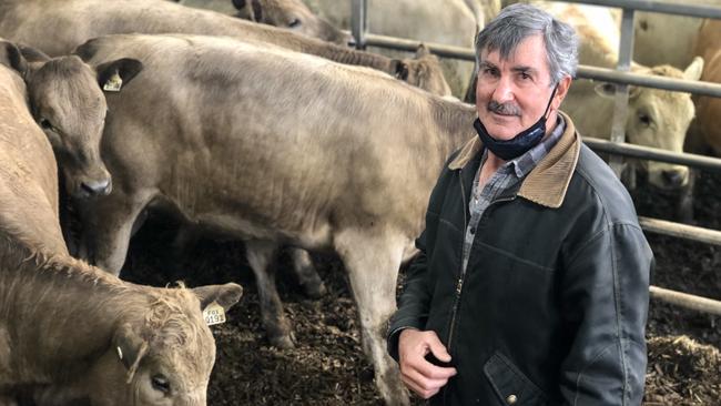 Tight supply: Renard Blond stud owner Ian Fox from Cobram at the Yea store cattle sale.