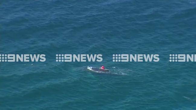 Whale dies in nets off Gold Coast