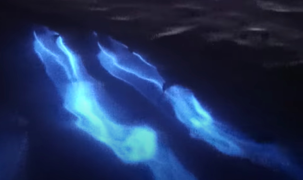 The glowing dolphins swimming through algae in California, US. Picture: Still from a video by Patrick Coyne