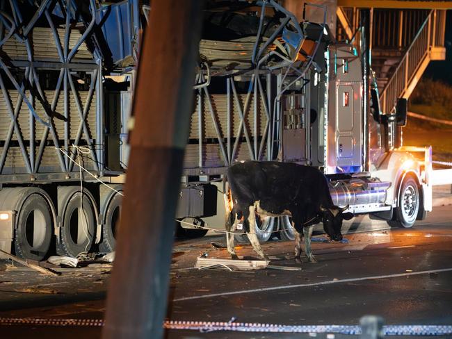 A truck carrying cattle slams into a bridge in South Yarra. Picture: Farm Transparency Project