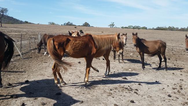 Emaciated horses. Photo: RSCPA