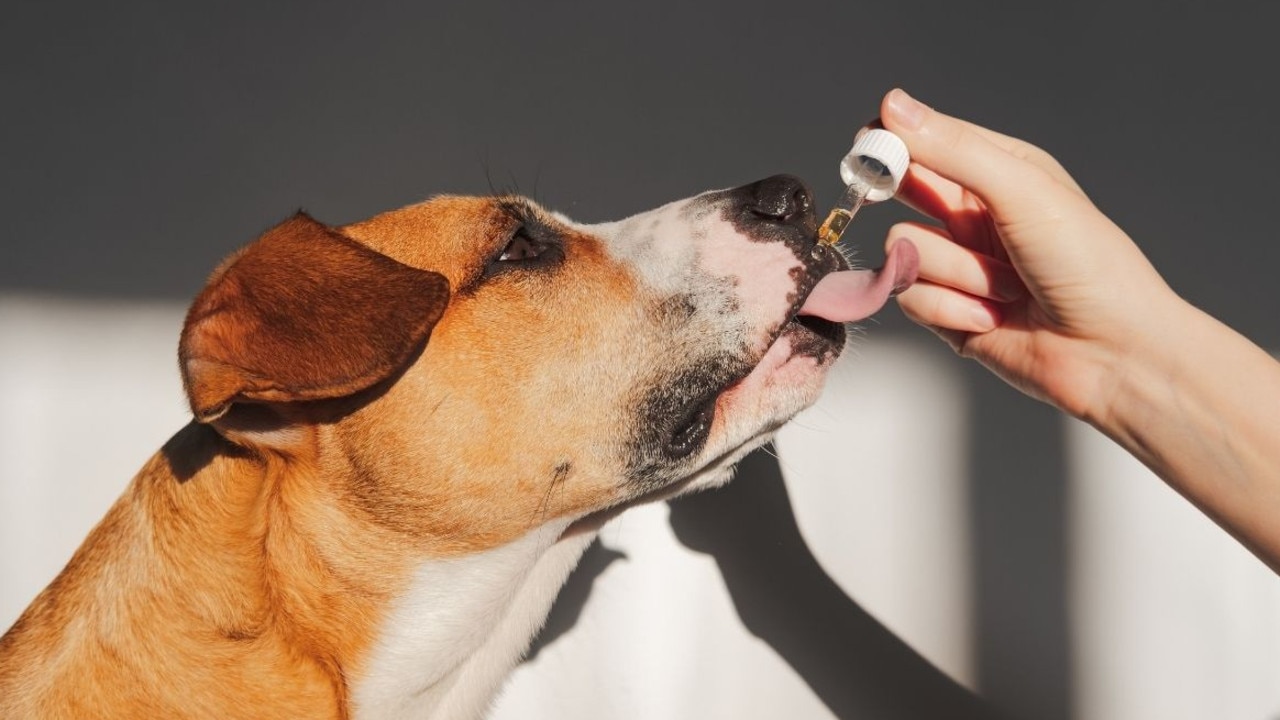 These are the best pet supplements on the market. Image: iStock