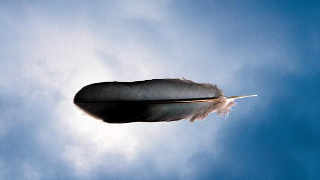 Feather by Michael Riley.