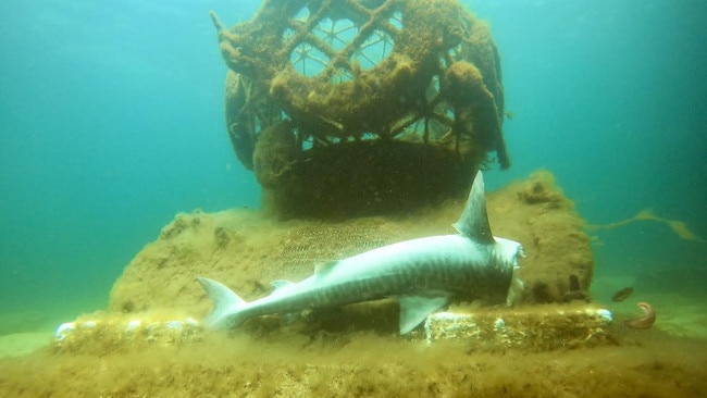 The diver found the decapitated body near the jetty where he also found a similar carcass last year. Picture: Aaron Goodhew