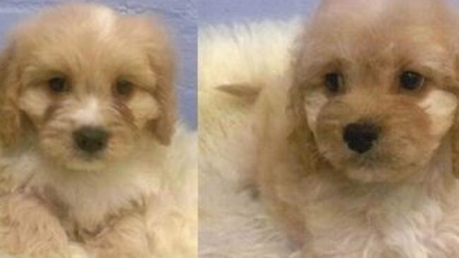 Two seven-week-old and two nine-week-old Cavalier King Charles spaniel x Poodle puppies have been stolen from a Camberwell pets store.