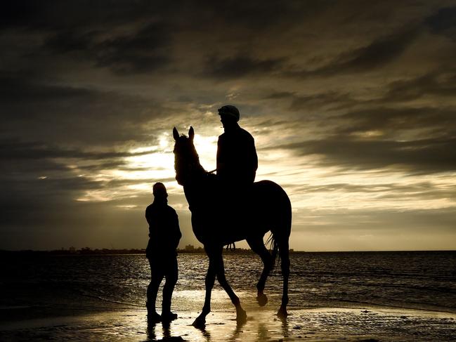 Winx takes a dip at Altona Beach. Picture: Nicole Garmston