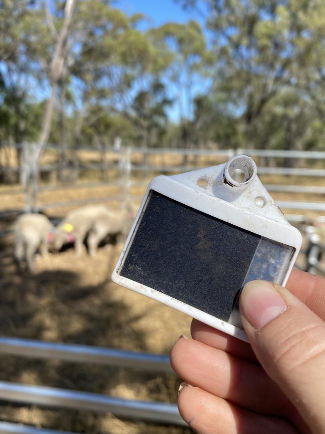 A university research project is using AWI smart ear tags to track behaviour changes in sheep with Barber’s Pole Worm. They hope to build a tech tool that could alert farmers to early parasite problems in particular sheep.