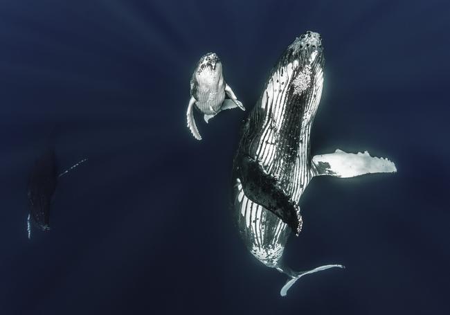 A Humpback mother keeps a watchful eye over a curious young newborn calf curious about its surroundings near Vava'u, Tonga. Picture: Scott Portelli