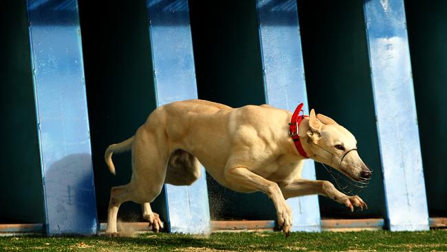 The NSW government has banned greyhound racing in NSW following a damning report. Picture: Nathan Edwards