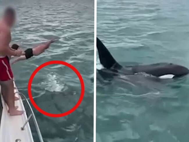 The moment the man 'body slammed' the orca whale.