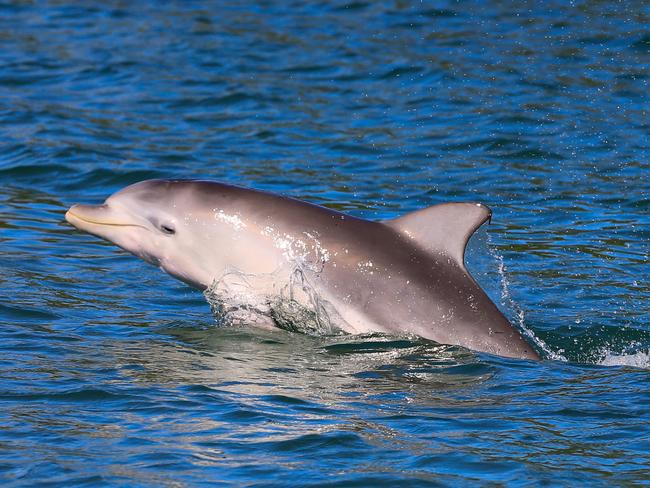 Charity Dolphin Research Australia is asking the public for help surveying dolphin populations in the Tweed's waterways.