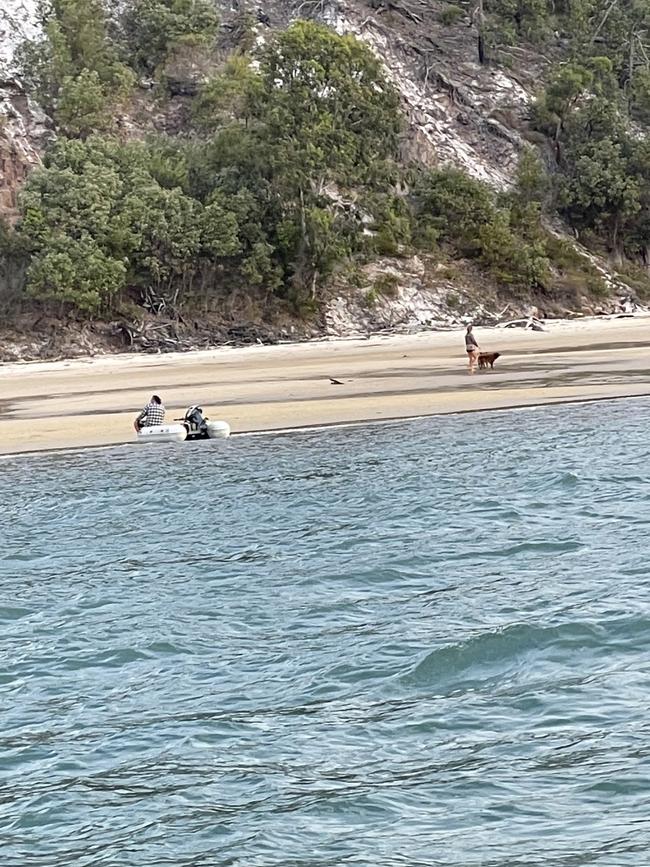 Domestic dogs spotted on Fraser Island.