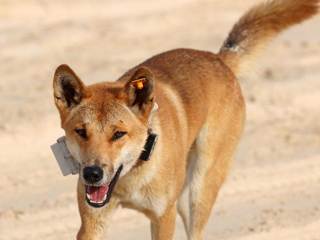 A collared dingo on K’gari. Picture: Liam Kidston