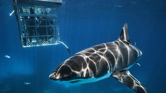 Shark diving at the Neptune Islands with Calypso Star Charters. The company will be expanding its operations thanks to new funding. Picture: Calypso Star Charters