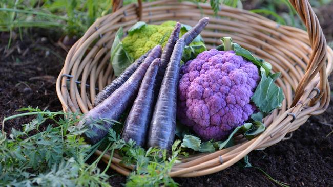 Purple people-pleasers: Coloured vegetables such as these purple carrots and cauliflower, can provide visual variety from patch to plate. Picture: Fawcett Media