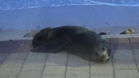 A long-nosed fur seal has been spotted up on the walking path at North Brighton. Picture: FIVEAA