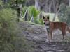 Dingoes in attack hotspot fitted with camera collars