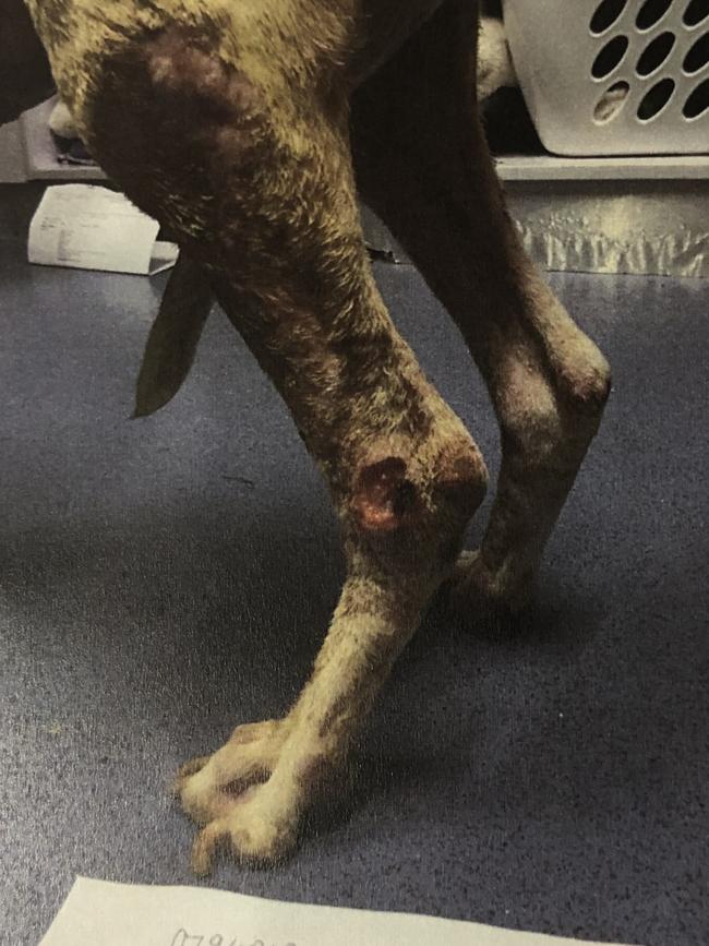 Pressure sores on the dog’s leg. Picture: RSPCA.