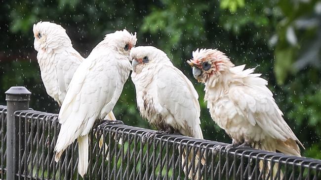 Corellas rest on a fence as rain continues to fall at Windsor in western Sydney. Picture: David Gray/Getty Images