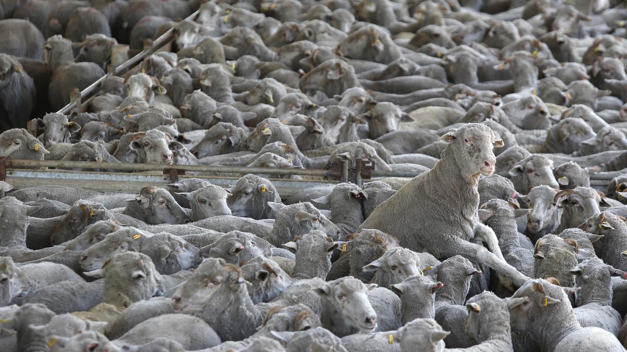 A committee has backed the Albanese government’s controversial decision to ban live sheep exports. Philip Gostelow/The Australian
