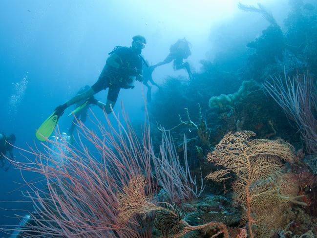 The Far Northern Reefs of the Great Barrier Reef are still in excellent condition.